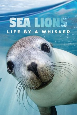 Sea Lions: Life By a Whisker Poster