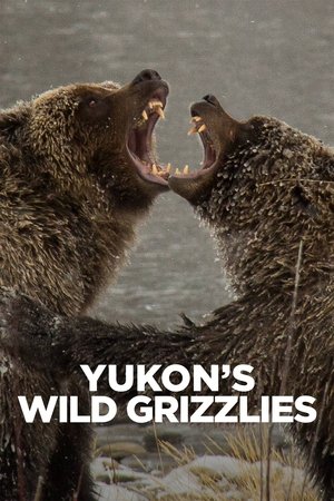 Yukon's Wild Grizzlies Poster