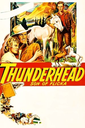 Thunderhead - Son of Flicka Poster