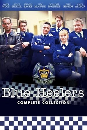 Blue Heelers Poster
